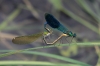 IMG_1686_Calopteryx_splendens